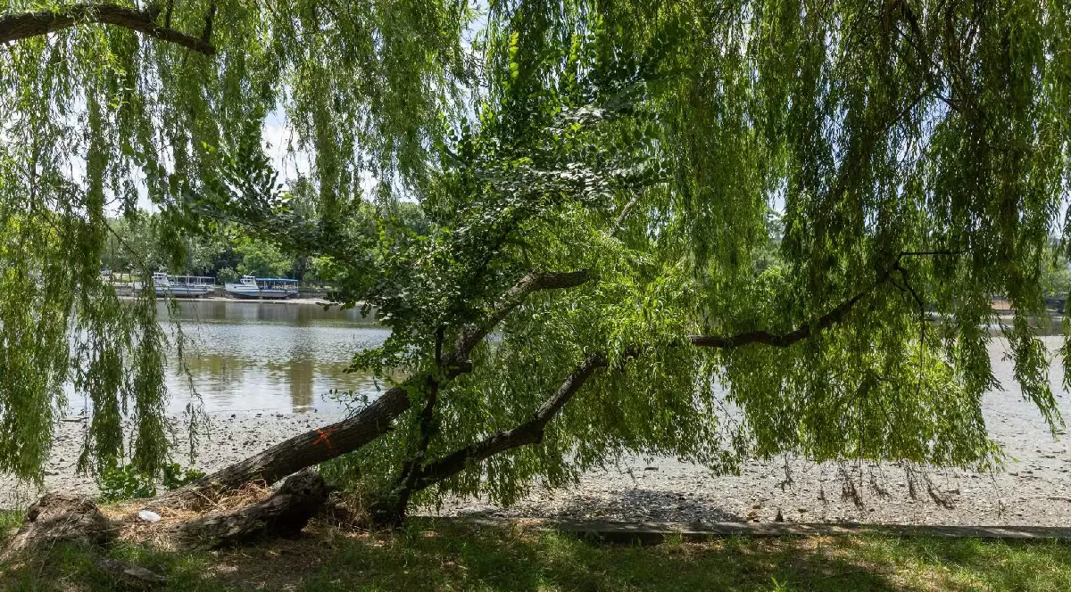 Arbore aflat pe malul Lacului Herăstrău