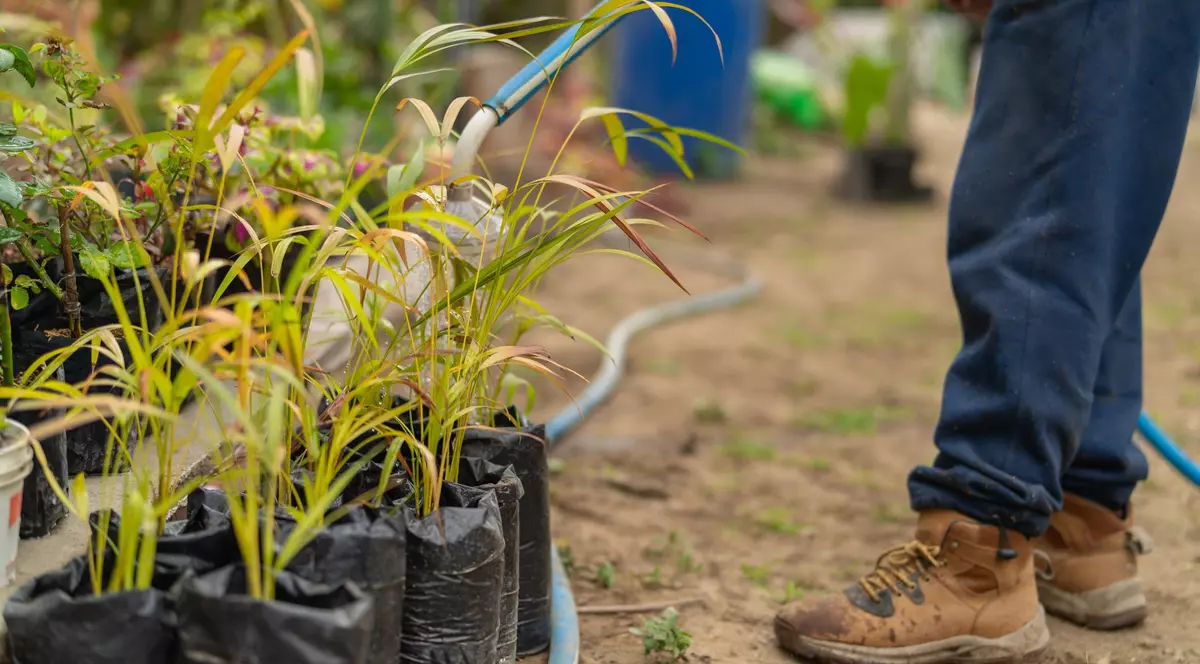 Un grădinar udă plantele aflate în pungi de plastic negre, folosind un furtun albastru, într-o pepinieră