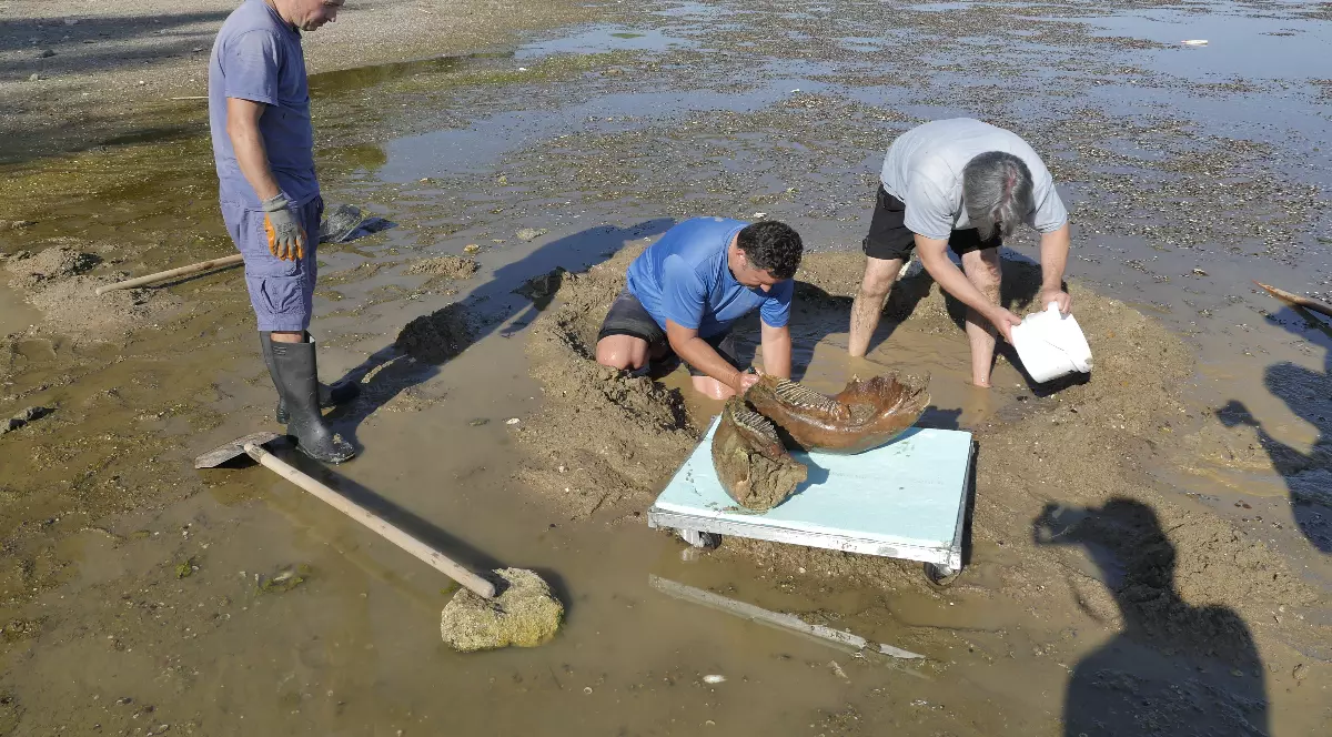 Imaginea surprinde trei bărbați care lucrează pe albia secată a unui râu, unde excavează și curăță un obiect de mari dimensiuni, ce pare a fi o fosilă sau un os fosilizat. În fundal se observă nivelul foarte scăzut al apei, malurile noroioase și vegetația de pe marginea râului, sugerând că descoperirea a fost posibilă din cauza secetei.