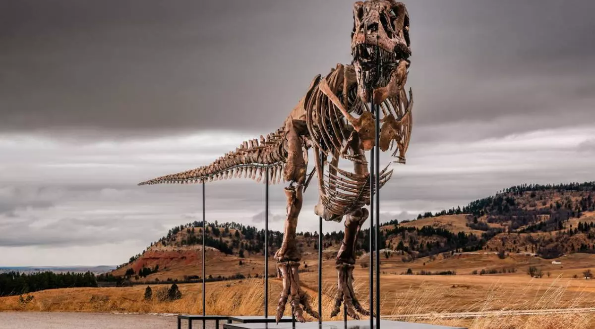 Un T-Rex uriaș de 67 de milioane de ani s-a vândut cu 50,1 milioane de dolari. „Gus” a stabilit un record mondial