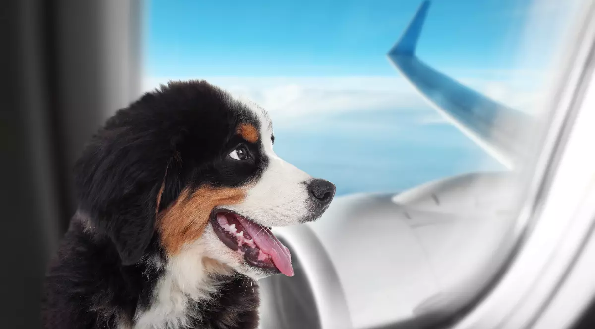 Un cățel care stă pe locul unui pasager în avion și se uită pe geam la cerul albastru cu nori albi