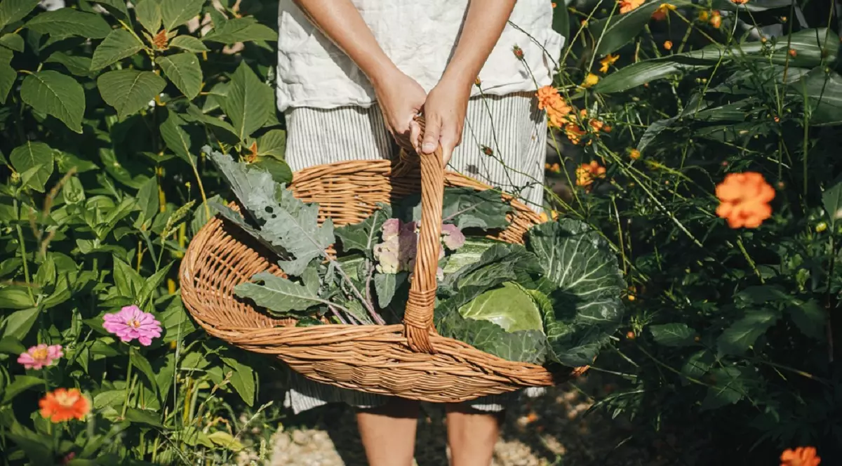 Ce este permacultura și ce beneficii are - Imagine cu un bărbat care ţine un coş cu legume într-o grădină de permacultură
