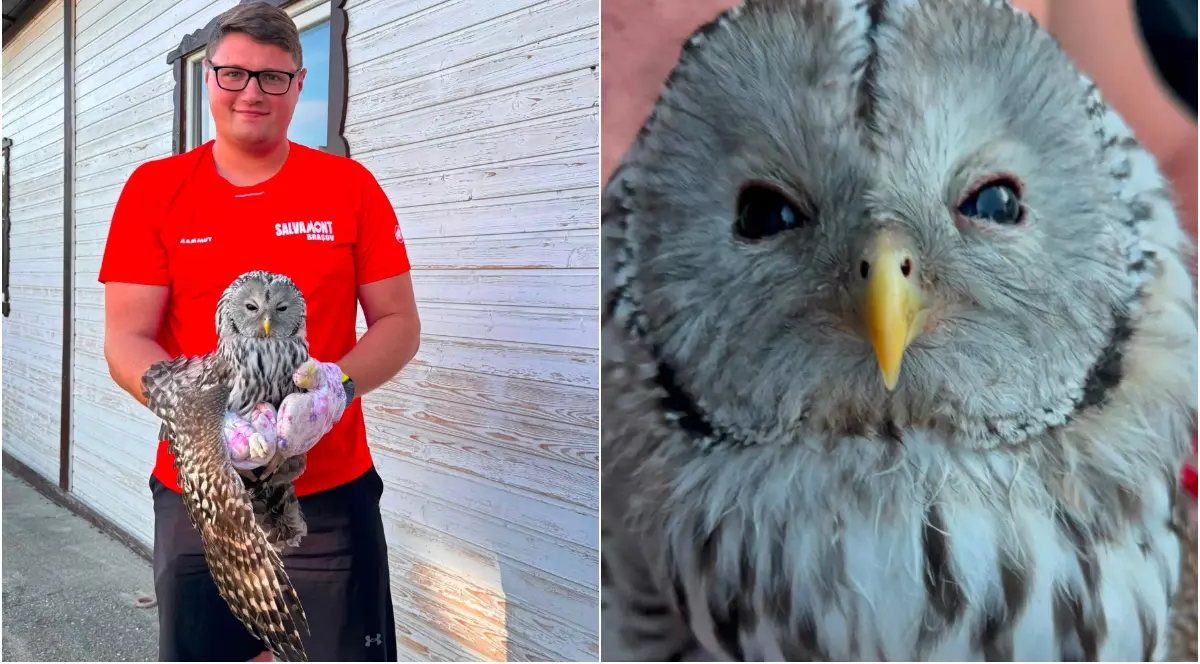 Imaginea este un colaj format din două fotografii. În partea stângă, un salvamontist îmbrăcat în uniformă roșie ține în brațe un pui de huhurez mare, cu aripile desfăcute. În partea dreaptă este prezentat un prim-plan al păsării, care are penaj gri, ochi mari și un cioc galben.