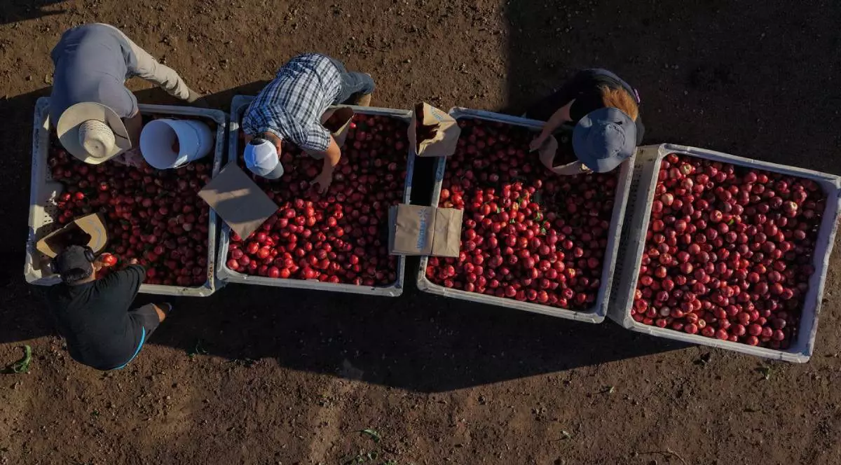 Fotografie de sus cu trei persoane care stau aplecate asupra unor lazi uriașe de nectarine intr-o livada
