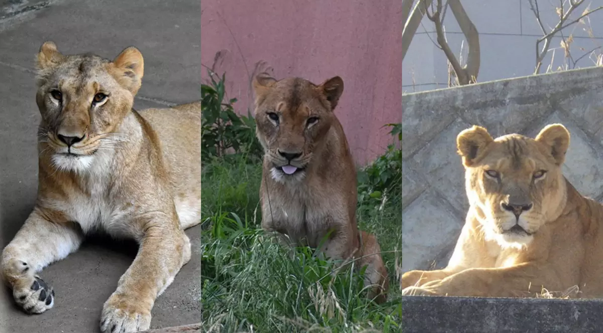 Colaj: trei leoiace carfe au murit în august la zoo Japonia