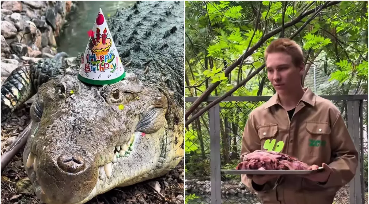 Un crocodil poartă o pălărie de aniversare și pare să fie sărbătorit de ziua lui. Un îngrijitor stă în apropiere și ține un platou cu carne, pregătit să îi ofere hrana.