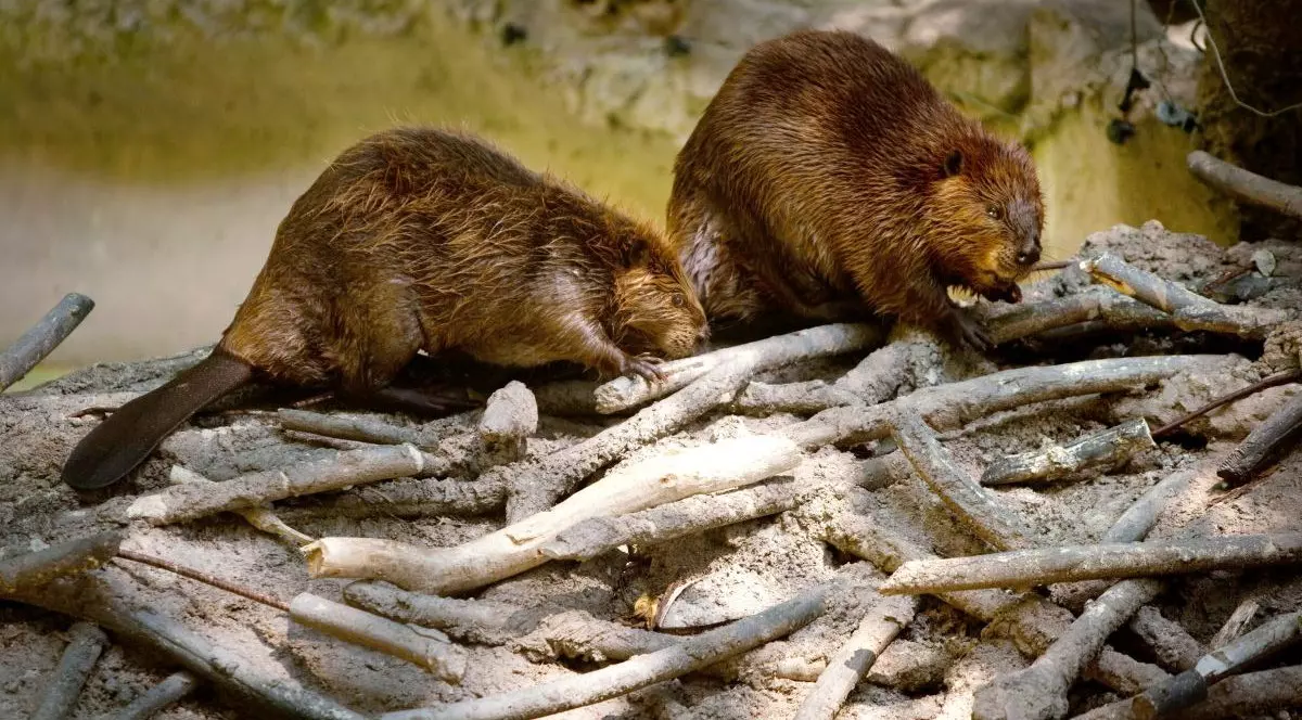 Doi castori studiază un baraj artificial în Grădina Zoologică Națională Smithsonian, pe 29 august 2012, la Washington, D.C.