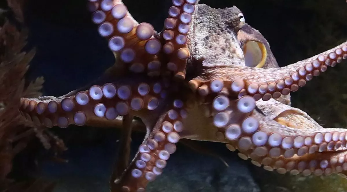 Italia eliberează zeci de mii de caracatițe în Marea Adriatică pentru a combate o specie invazivă de crab: „Mănâncă absolut tot”