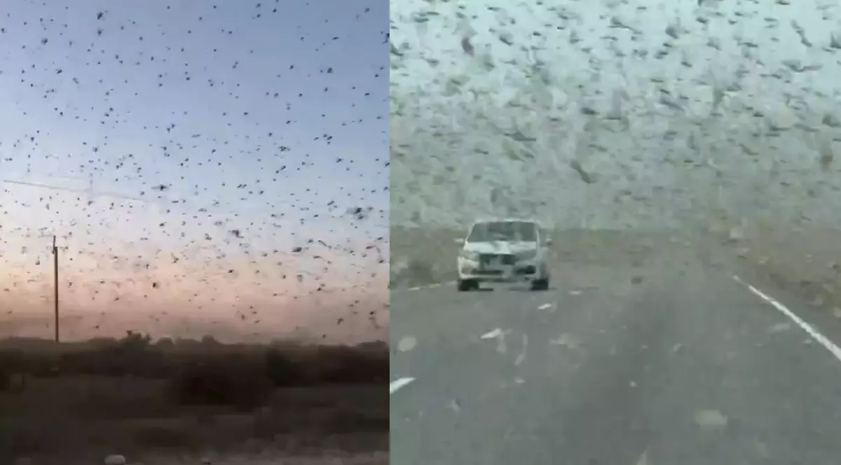 Roi de lacuste pe cer, în Rusia