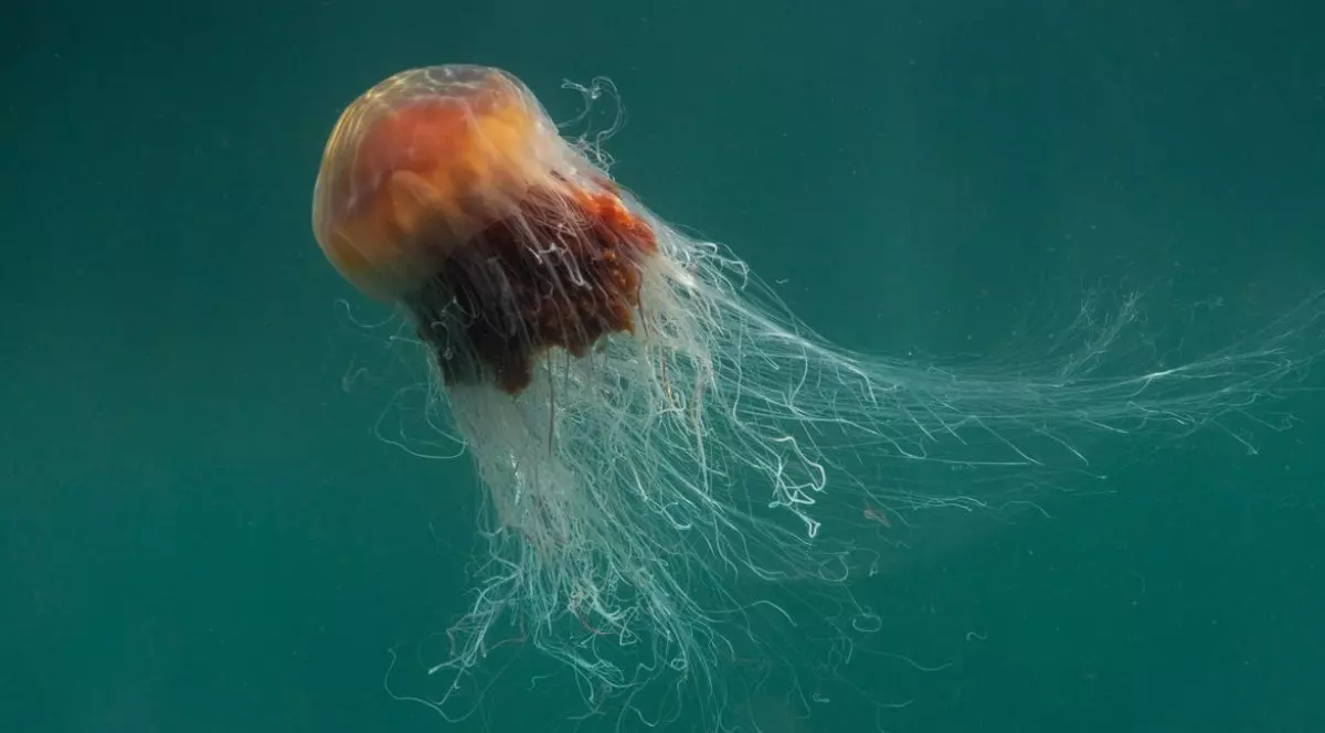O meduză mare din specia „Lion's Mane” (Cyanea capillata), cu tentacule fluturând sub cerul înnorat al insulei Coll, Scoția