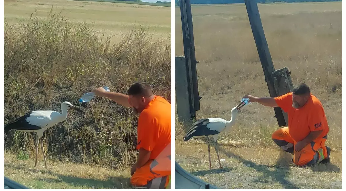 Nagy Árpád îmbrăcat în costumul portocaliu de muncitor îi oferă apă unei berze.