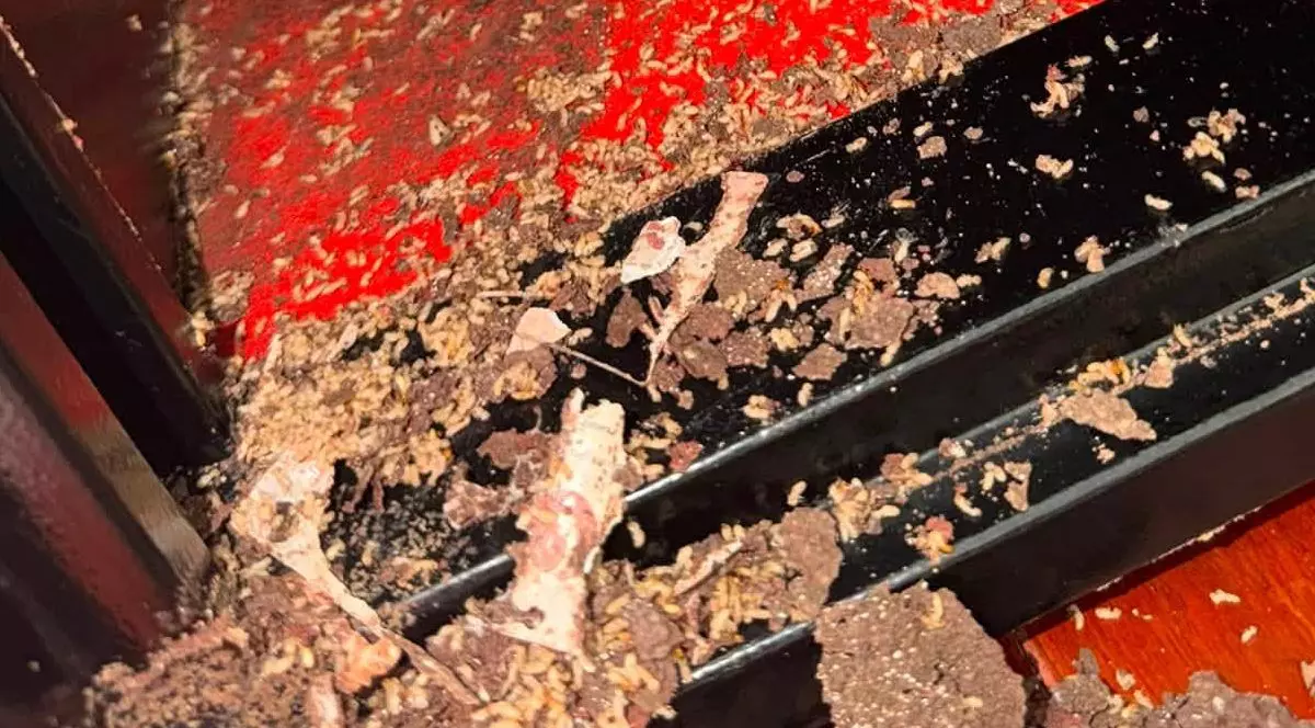 banii din seif au fost tocați de termite