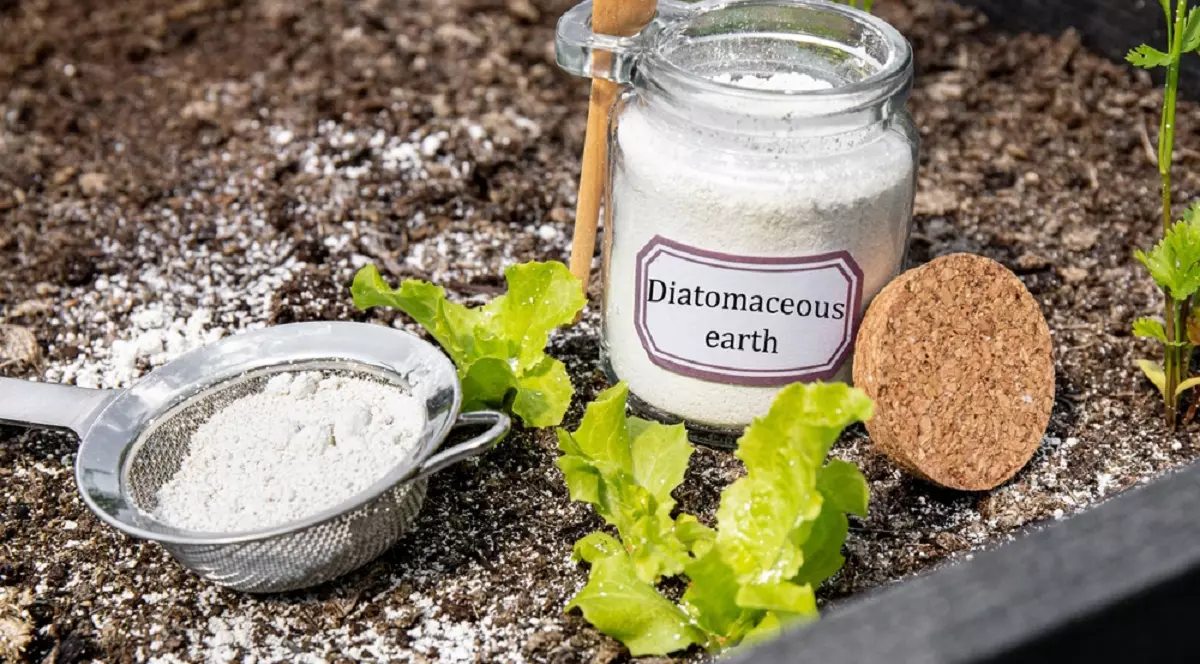 Ce este pământul de diatomee și cum se utilizează - Imagine cu un borcan şi o sită cu pământ de diatomeee, folosite într-o grădină pentru combaterea insectelor dăunătoare.