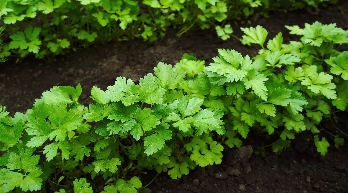 În imagine se vede o cultură bogată de pătrunjel, cu frunze verzi și viguroase, plantată direct în sol. Plantele sunt dese și bine dezvoltate, acoperind o mare parte din suprafața grădini