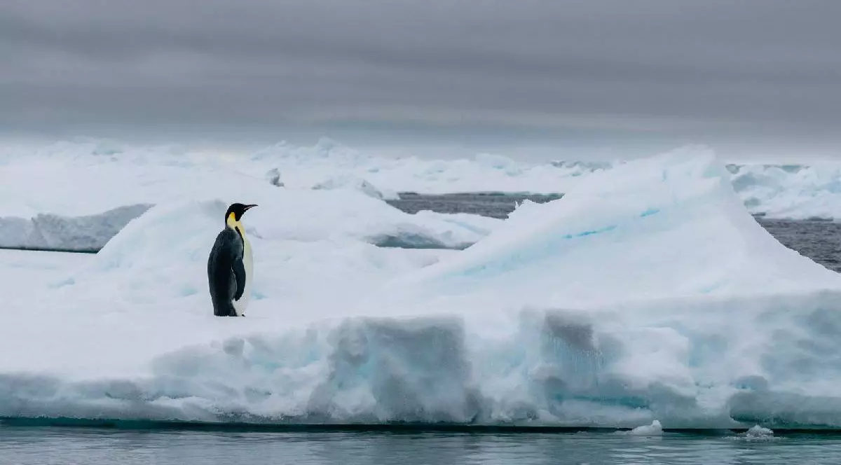 Un pinguin stă singur pe o bucată de gheață în Antarctica