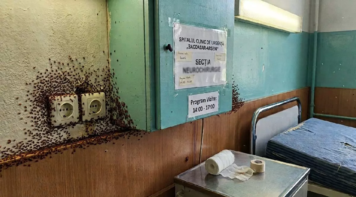 Intr-o sectie de recuperare din spital sunt plosnite pe pereti.