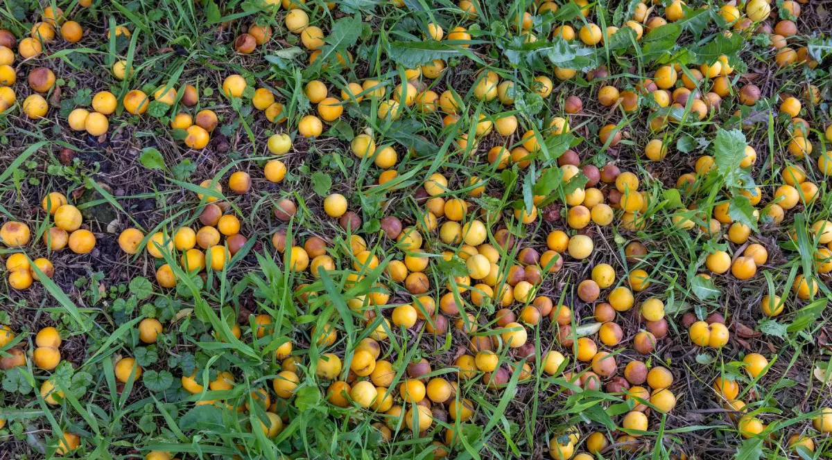 Prune de culoare galbenă, coapte, căzute dintr-un pom, prin iarbă