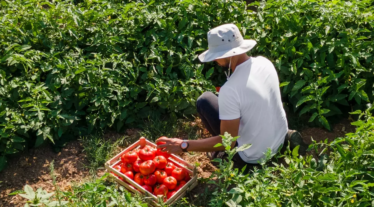 Un bărbat care stă într-un lan de roșii, culege tomatele și le pune într-o ladă de lemn