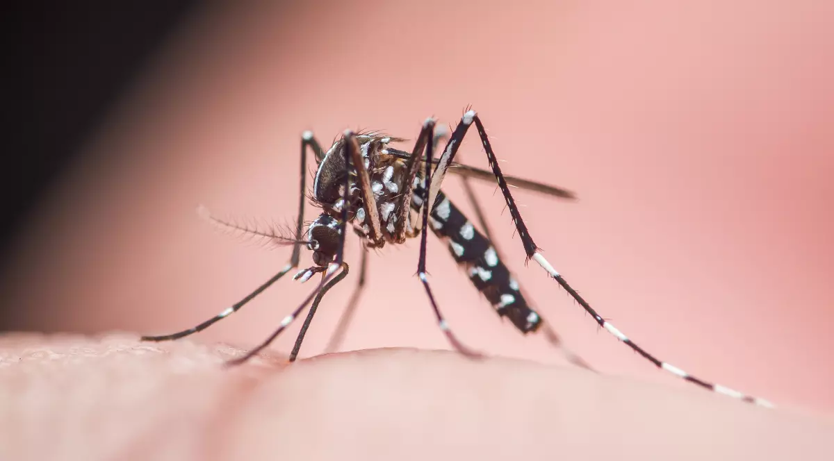 Țânțarul tigru asiatic, cunoscut științific ca aedes albopictus, mușcă pielea umană