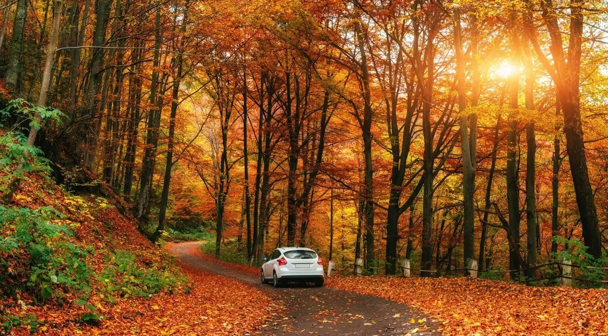 Un drum șerpuitor, acoperit de frunze căzute în culori vii, străbate o pădure deasă, îmbrăcată în culorile toamnei. Razele calde ale soarelui se strecoară printre frunzele portocalii și galbene, creând o priveliște liniștită și primitoare. O mașină albă merge pe drum.