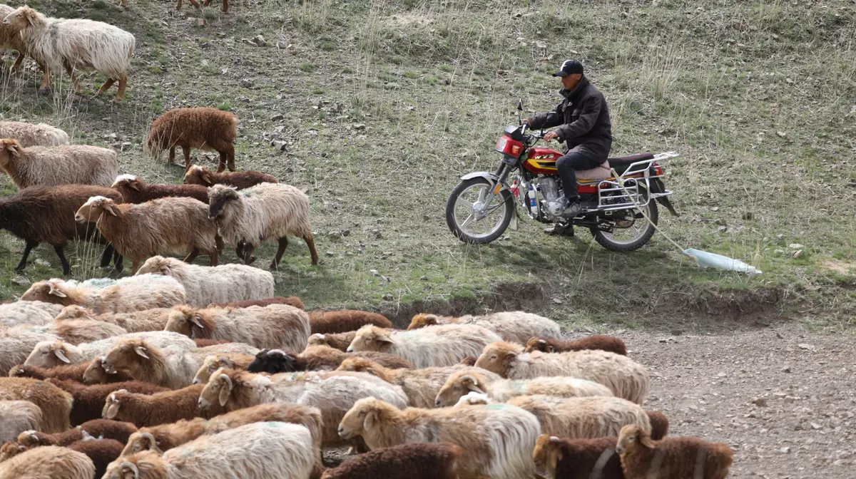 Anunț de angajare ciobani în China, viral și emblematic