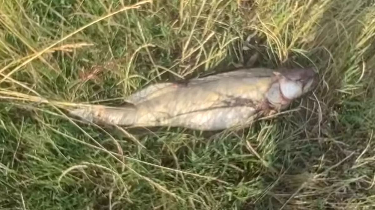 Sute de kilograme de pești morți în Crișul Repede, lângă Oradea