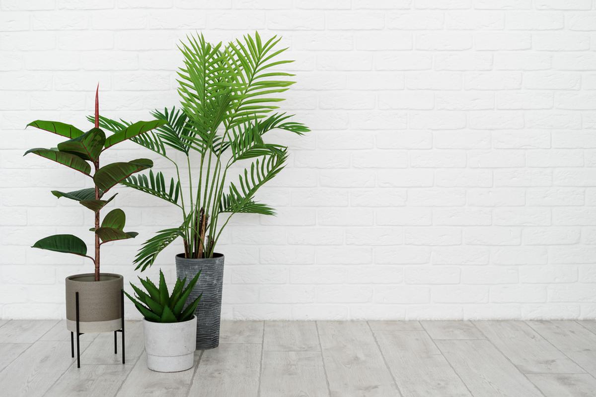 Plante De Apartament Ce Flori Se Potrivesc In CamerÄƒ Sau Pe Balcon Libertatea
