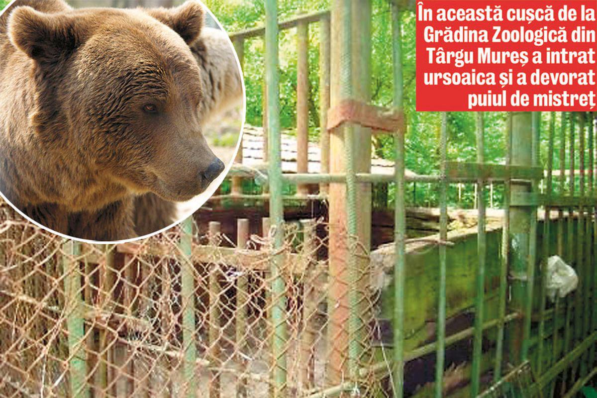 Ursoaica A Sfasiat Un Mistreţ De La Zoo Stiri Libertatea Libertatea