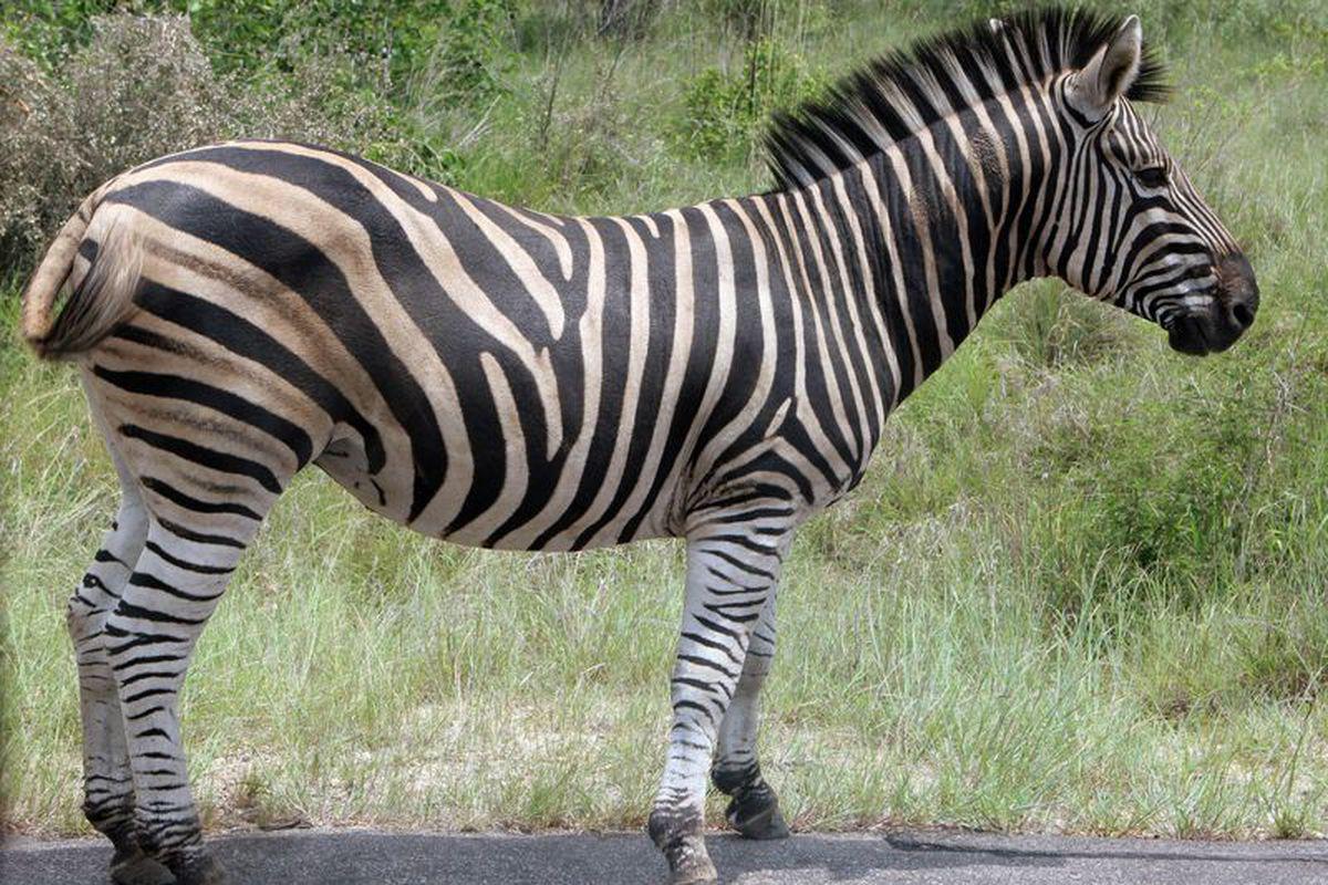 O Zebră A Murit In Condiții Misterioase La Grădina Zoologică Din Timișoara Stiri știri Romania Libertatea Libertatea