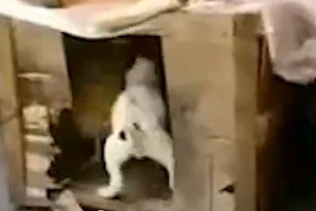 Sex Cu Animale Imaginile Care Te Vor Ului Nici Nu Iţi Imaginezi