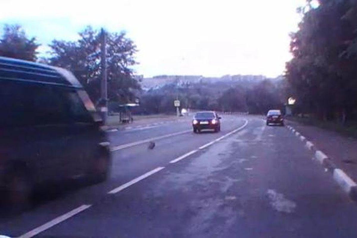 Pisicile Chiar Au Nouă Vieţi Cum A Rămas O Maţă Doar Cu Sapte A Tăiat Două De Pe Răboj Cand A Trecut Strada Video Incredibil Entertainment Libertatea Libertatea