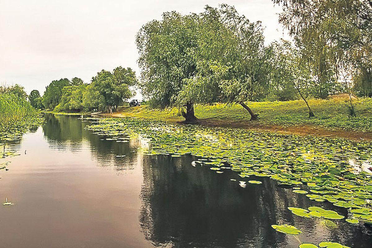 știai Că In Delta Dunării Există Plante Carnivore Stiri Libertatea Libertatea