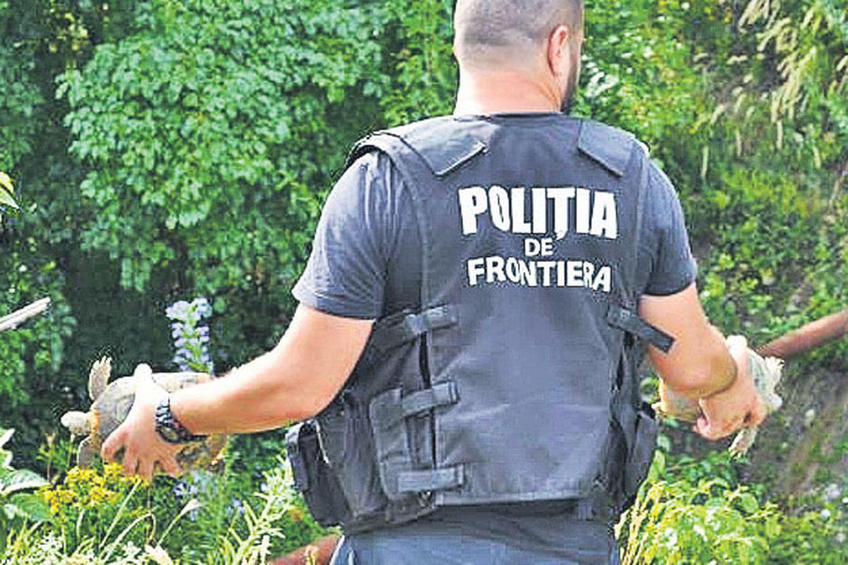 Trafic Cu Ouă De Broască țestoasă Stiri știri Romania Libertatea Libertatea