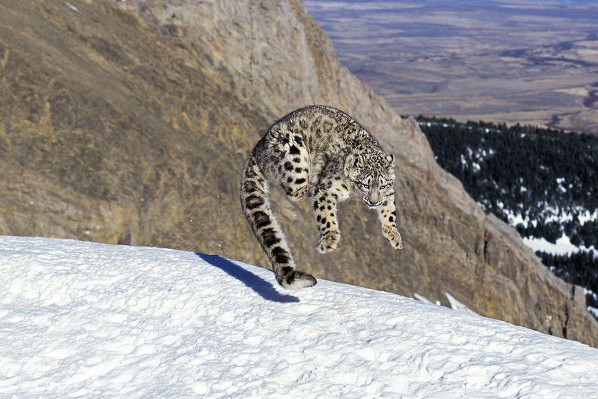 Top 10 Cele Mai Frumoase Animale Din Lume Video Stiri Libertatea Libertatea