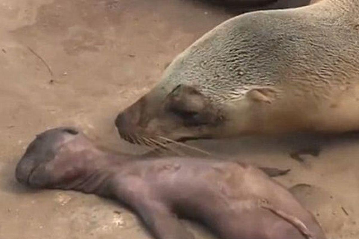 Imagini Induiosătoare Un Leu De Mare Plange Minute In Sir Langă Cadavrul Puiului Video Stiri Libertatea Libertatea