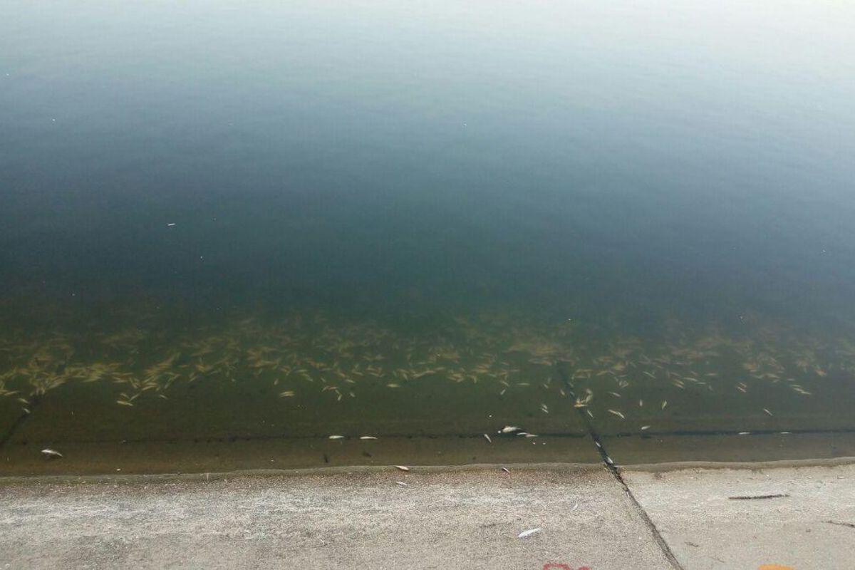 Sute De Pești Morți Pe Lacul Morii Din București Imaginile șocante Libertatea