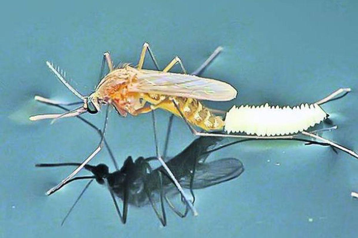 Primul Caz De Infectare Cu Virusul West Nile Confirmat In