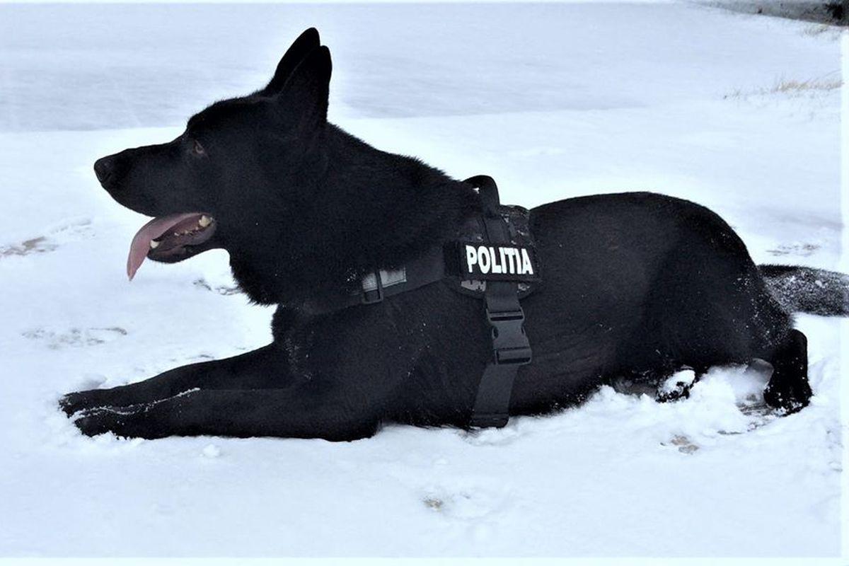 Pensie De 300 De Lei Lunar Pentru Cainii și Caii De La Poliție Jandarmerie și Armată După Ieșirea Din Activitate Proiect Libertatea