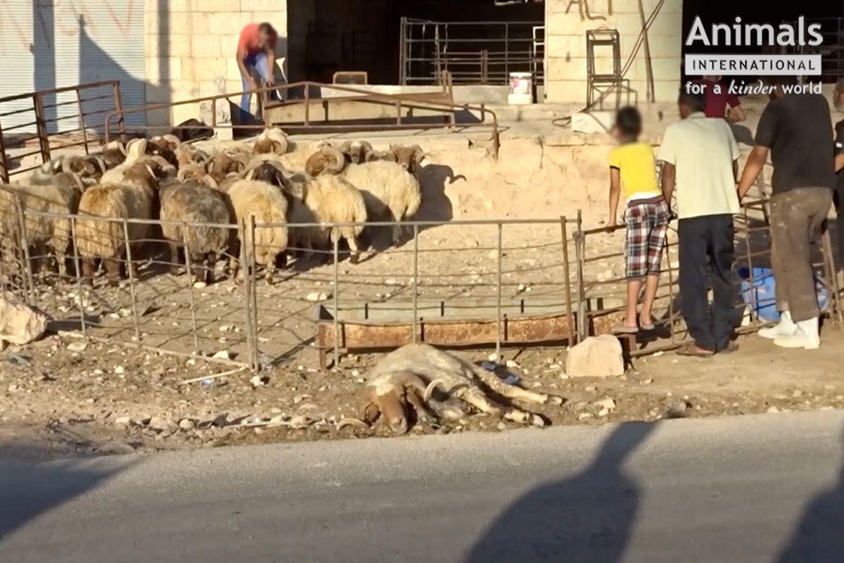 Animale Chinuite Oile Din Romania Tăiate Pe Stradă In Iordania Libertatea