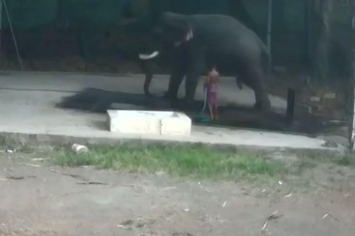 Un Bărbat A Murit Strivit De Elefantul Pe Care Il Bătea Libertatea