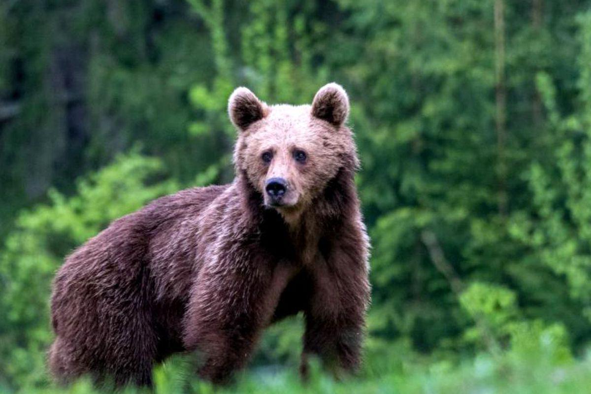 Harghita Terorizată De Urși Animalele Au Intrat In Zone Locuite De Patru Ori In Trei Zile Libertatea