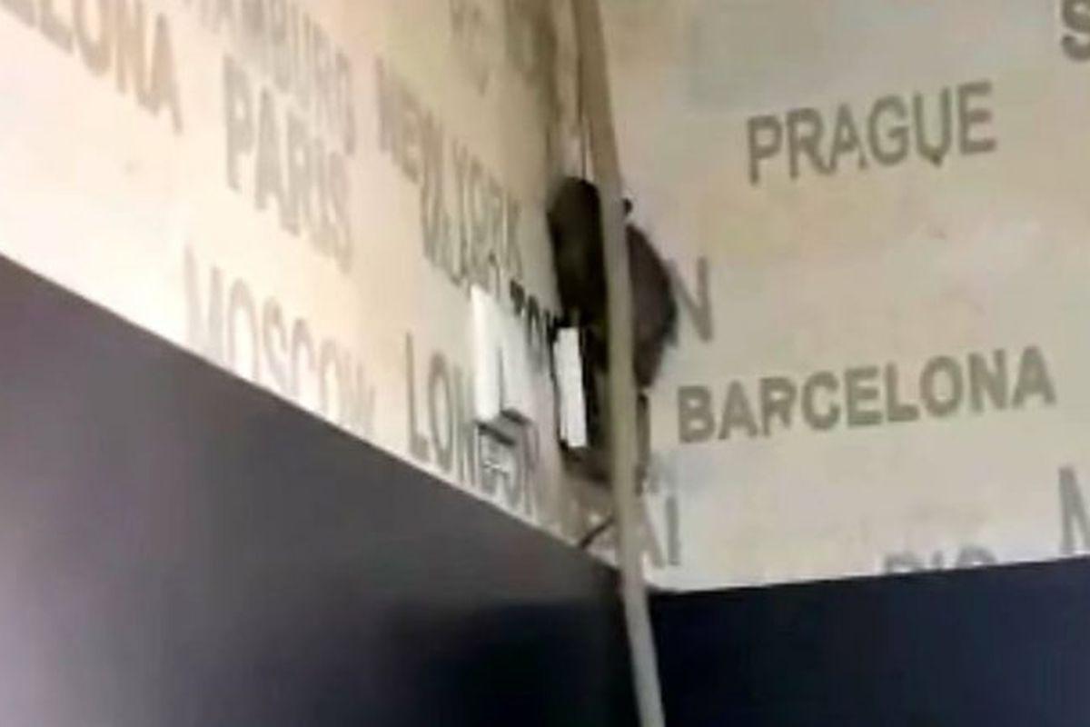 Prăjitura Casei Intr O Cofetărie Din Targu Jiu Un șobolan