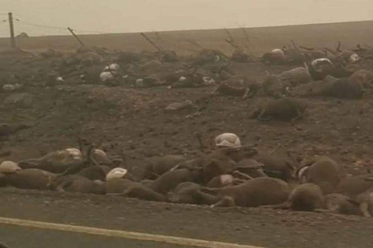 Cadavrele A Mii De Animale Pe Marginea șoselei Libertatea