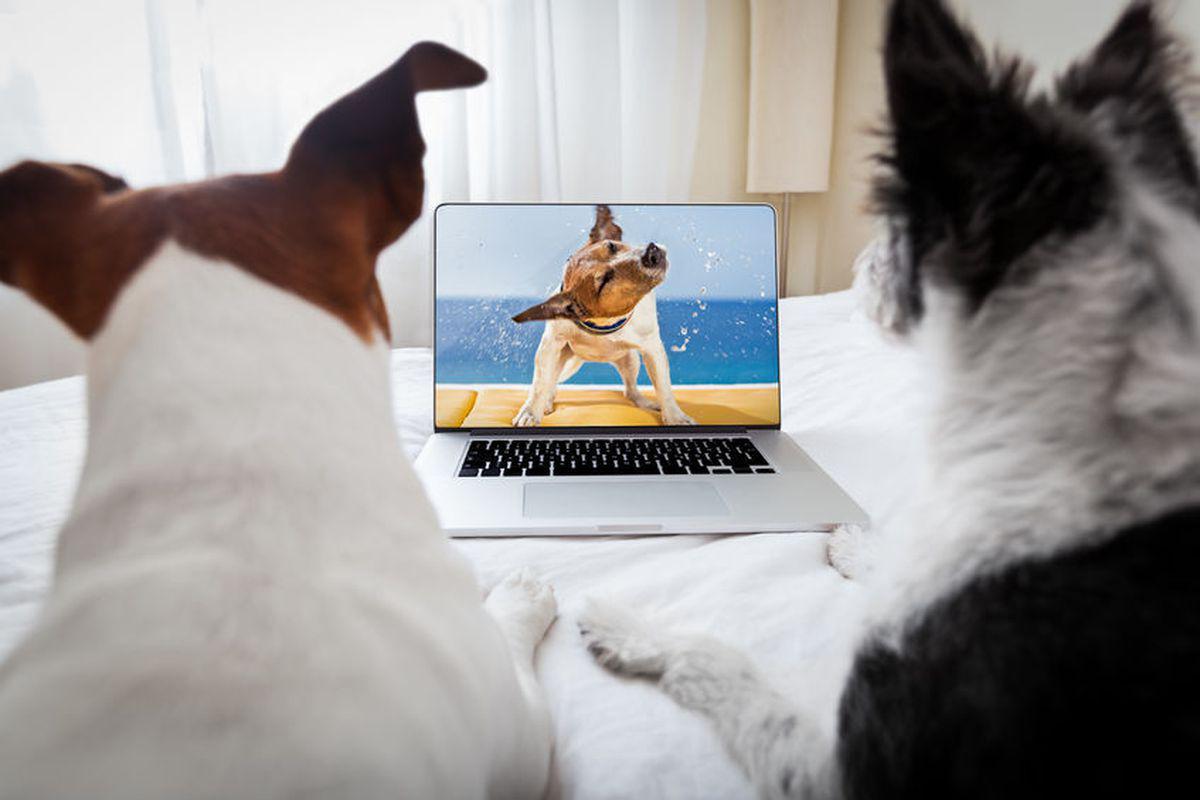 Filme Cu Animale Vorbitoare Colecții Cinematografice Haioase Libertatea