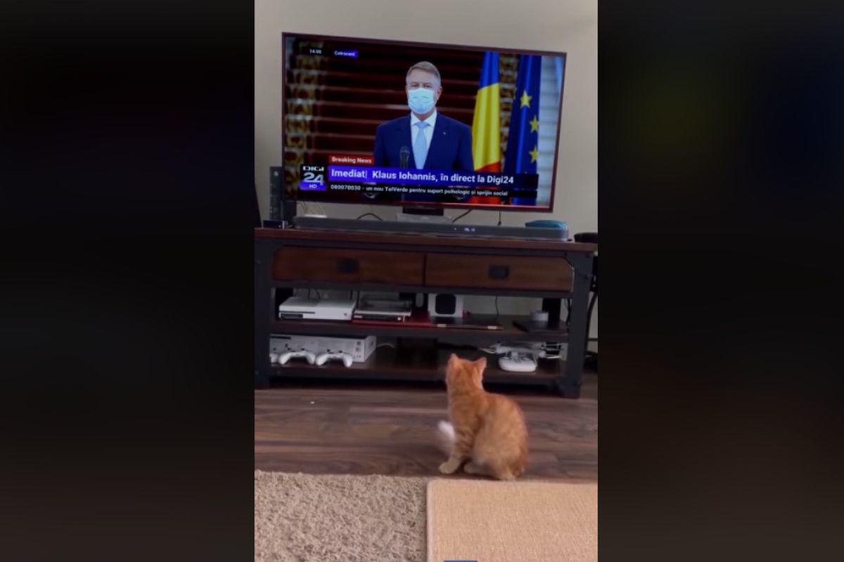 Cum A Ajuns Un Clip Trucat Cu O Pisică Speriată De Iohannis Să Se Viralizeze Libertatea