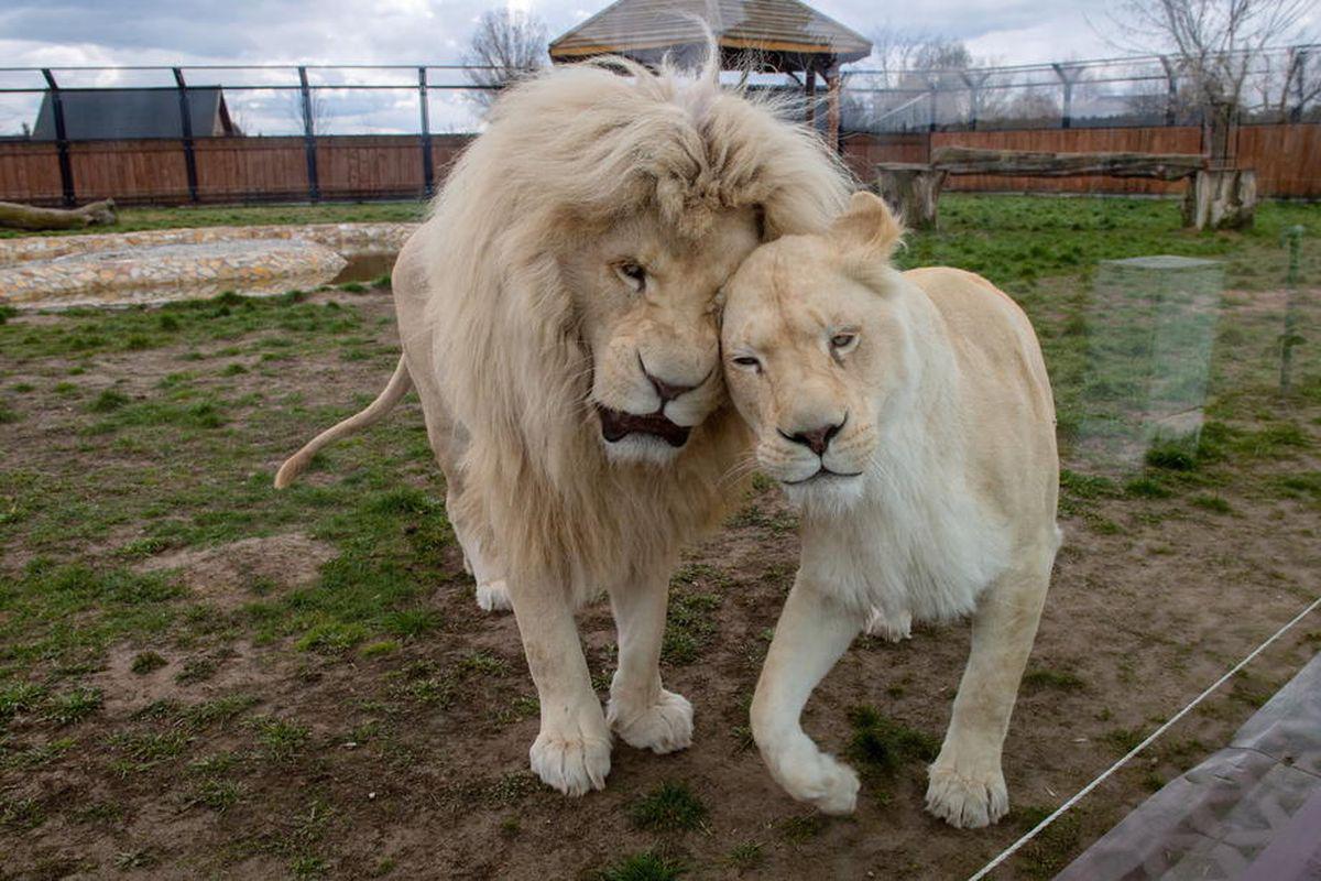 Animale De La Un Zoo Din Germania Ar Putea Deveni Hrană Pentru