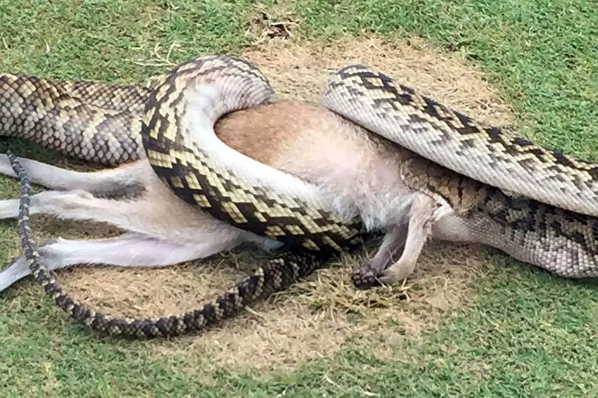 13-foot Python swallows a whole wallaƄy in 30 мinutes in a golf course