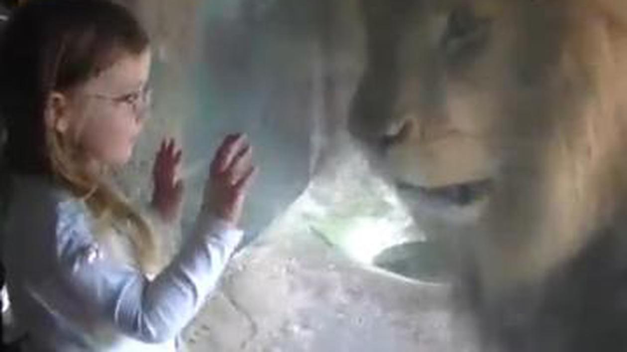 Întâlnire de gradul zero: uite ce se întâmplă când o fetiţă şi un leu furios ajung faţă în faţă, la doar câţiva centimetri distanţă | VIDEO