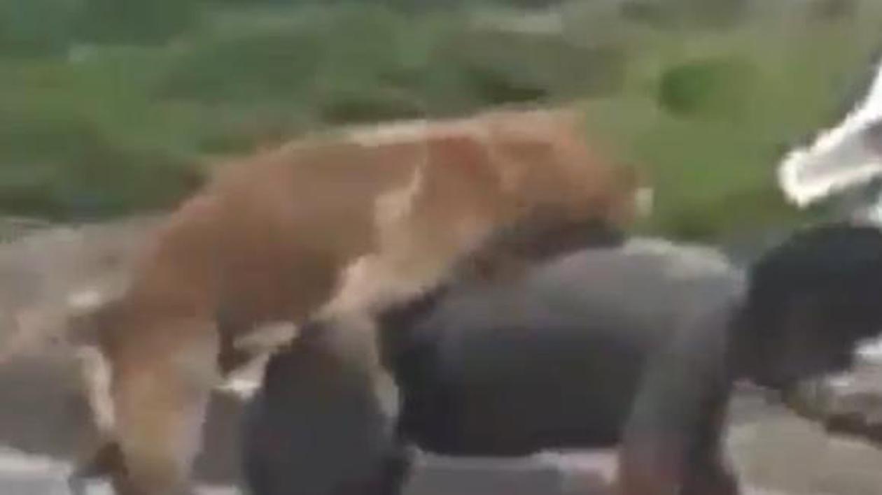 Cea Mai Ciudată Partidă De SEX CU Un ANIMAL! Un Bărbat Beat Turtă E De-a  Dreptul Violat De Un Câine în Călduri | VIDEO 18+ | Libertatea