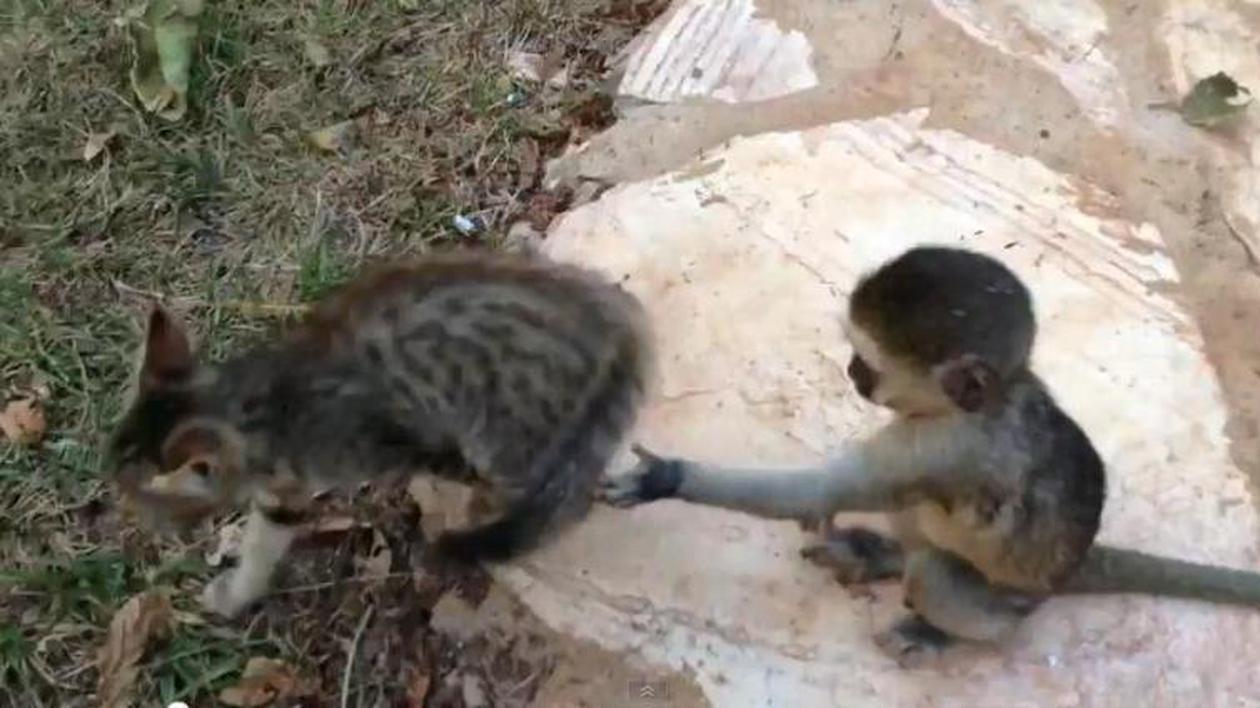 Confruntare ”pe viaţă şi pe moarte” între un pui de maimuţă şi unul de pisică. Vezi cum se termină! | VIDEO